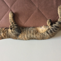 Tekir Kedi, Kedi  Isabella fotoğrafı