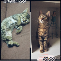 Tekir Kedi, Kedi  Isabella fotoğrafı