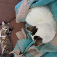 Tekir Kedi, Kedi  Isabella fotoğrafı