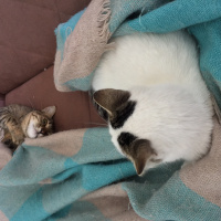 Tekir Kedi, Kedi  Isabella fotoğrafı