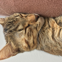 Tekir Kedi, Kedi  Isabella fotoğrafı