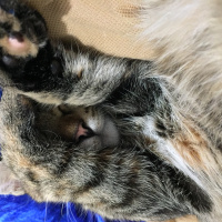 Tekir Kedi, Kedi  Isabella fotoğrafı