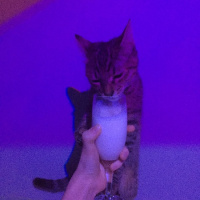 Tekir Kedi, Kedi  Isabella fotoğrafı