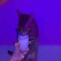 Tekir Kedi, Kedi  Isabella fotoğrafı