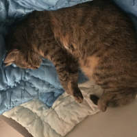 Tekir Kedi, Kedi  Isabella fotoğrafı