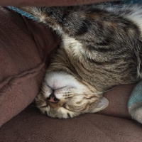 Tekir Kedi, Kedi  Isabella fotoğrafı