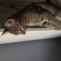 Tekir Kedi, Kedi  Isabella fotoğrafı