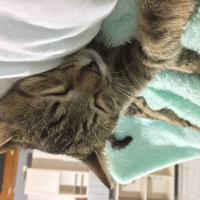 Tekir Kedi, Kedi  Isabella fotoğrafı