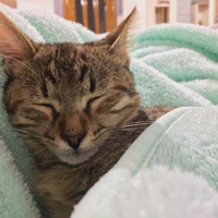 Tekir Kedi, Kedi  Isabella fotoğrafı