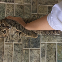 Tekir Kedi, Kedi  Isabella fotoğrafı