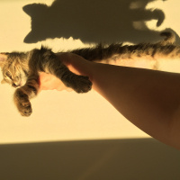 Tekir Kedi, Kedi  Isabella fotoğrafı