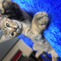 Tekir Kedi, Kedi  Isabella fotoğrafı