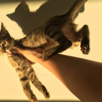 Tekir Kedi, Kedi  Isabella fotoğrafı