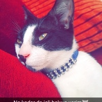 Tekir Kedi, Kedi  gece fotoğrafı