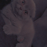 Scottish Fold, Kedi  Loki fotoğrafı