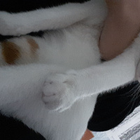 Sarman, Kedi  Susu fotoğrafı