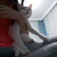 Sarman, Kedi  Susu fotoğrafı