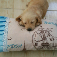 Golden Retriever, Köpek  Sunny fotoğrafı