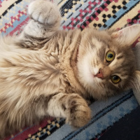 Norwegian Forest, Kedi  Luna fotoğrafı