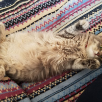 Norwegian Forest, Kedi  Luna fotoğrafı