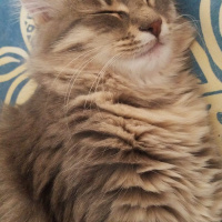 Norwegian Forest, Kedi  Luna fotoğrafı