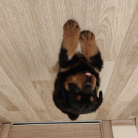 Rottweiler, Köpek  Mocha fotoğrafı