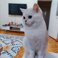 British Shorthair, Kedi  Carlos fotoğrafı