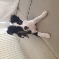 Border Collie, Köpek  Ponçik fotoğrafı