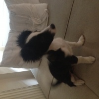 Border Collie, Köpek  Ponçik fotoğrafı