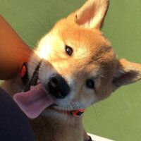 Shiba Inu, Köpek  Miço fotoğrafı