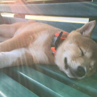 Shiba Inu, Köpek  Miço fotoğrafı