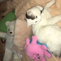 Tekir Kedi, Kedi  Bili fotoğrafı