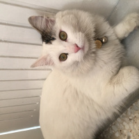 Tekir Kedi, Kedi  Bili fotoğrafı