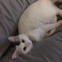 Tekir Kedi, Kedi  Bili fotoğrafı