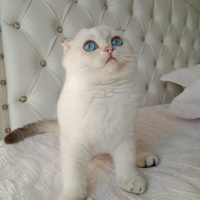 Scottish Fold, Kedi  Milo fotoğrafı