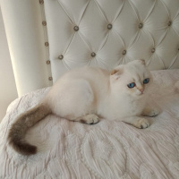 Scottish Fold, Kedi  Milo fotoğrafı