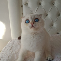 Scottish Fold, Kedi  Milo fotoğrafı
