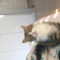 Tekir Kedi, Kedi  Harman- ares fotoğrafı