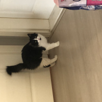 Tekir Kedi, Kedi  Harman- ares fotoğrafı