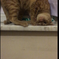 Sarman, Kedi  Karamel fotoğrafı