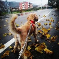 Amerikan Cocker Spaniel, Köpek  Aşk fotoğrafı