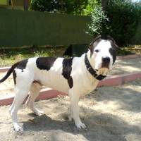 Amerikan Pitbull Terrier, Köpek  Sharky fotoğrafı