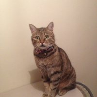 Tekir Kedi, Kedi  Şıllık fotoğrafı