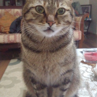 Tekir Kedi, Kedi  Şıllık fotoğrafı