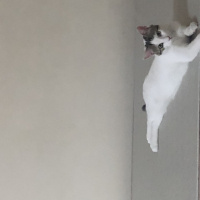 Tekir Kedi, Kedi  Çakıl fotoğrafı