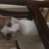 Tekir Kedi, Kedi  Çakıl fotoğrafı