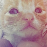 Tekir Kedi, Kedi  Kumsal fotoğrafı