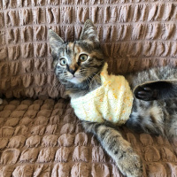 Tekir Kedi, Kedi  Süreyya fotoğrafı