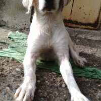 İngiliz Setter, Köpek  Köpük  fotoğrafı