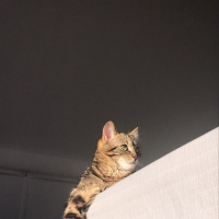 Tekir Kedi, Kedi  Betty fotoğrafı